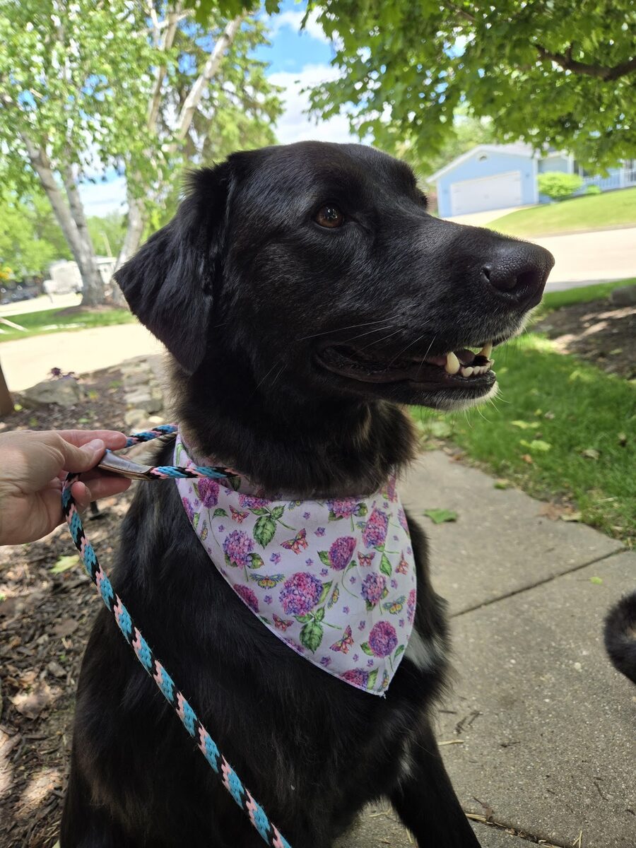 A dog groomed at Kloud9 Grooming