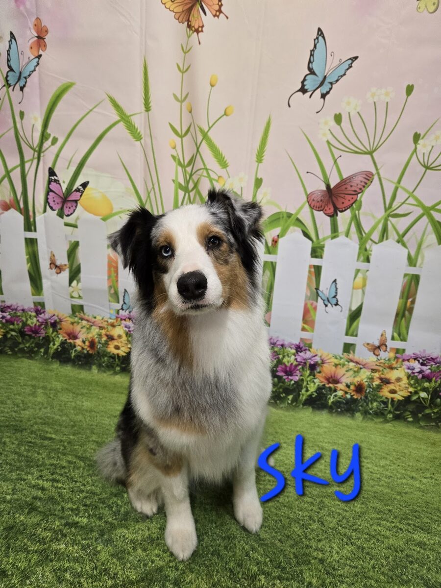 A dog groomed at Kloud9 Grooming