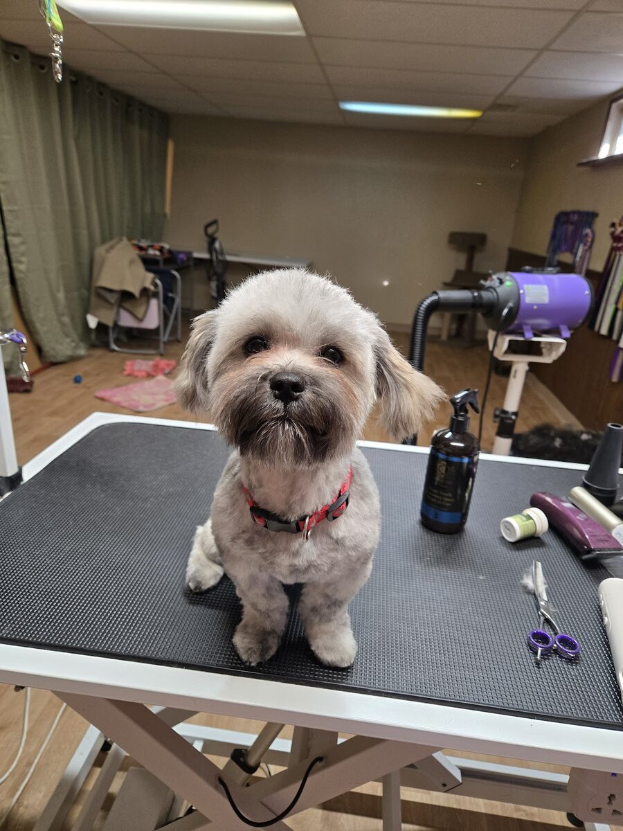 A dog groomed at Kloud9 Grooming