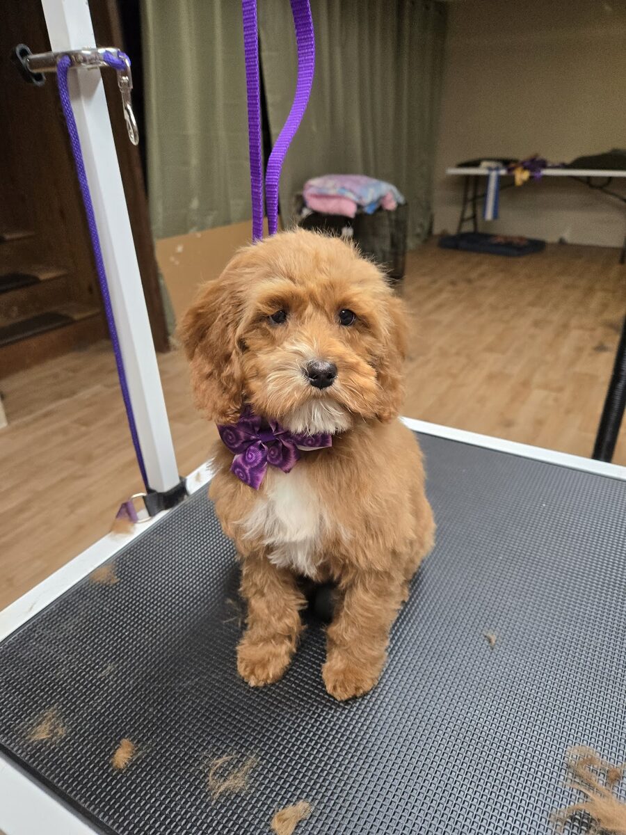 A dog groomed at Kloud9 Grooming