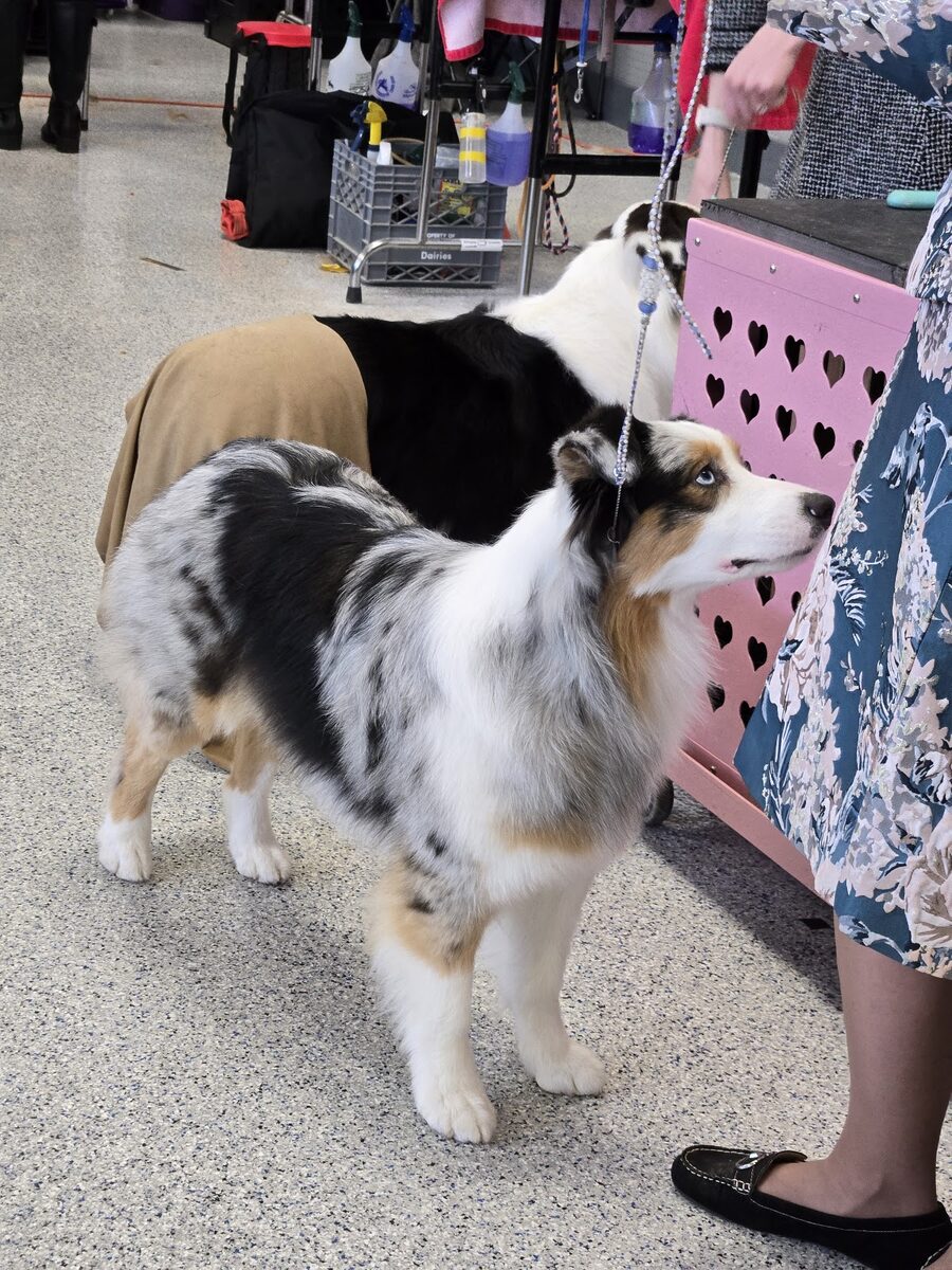 A sheltie on the grooming table