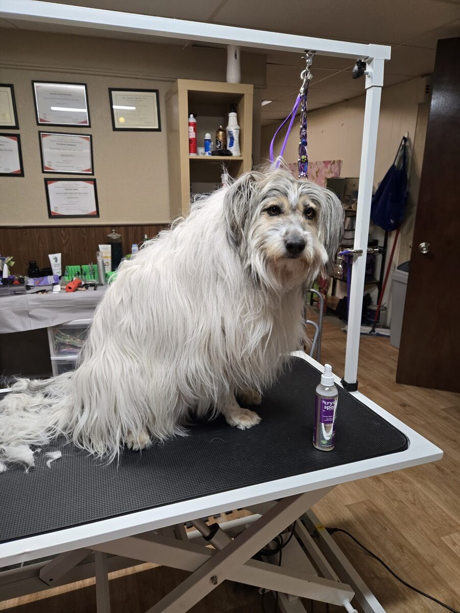 A dog groomed at Kloud9 Grooming